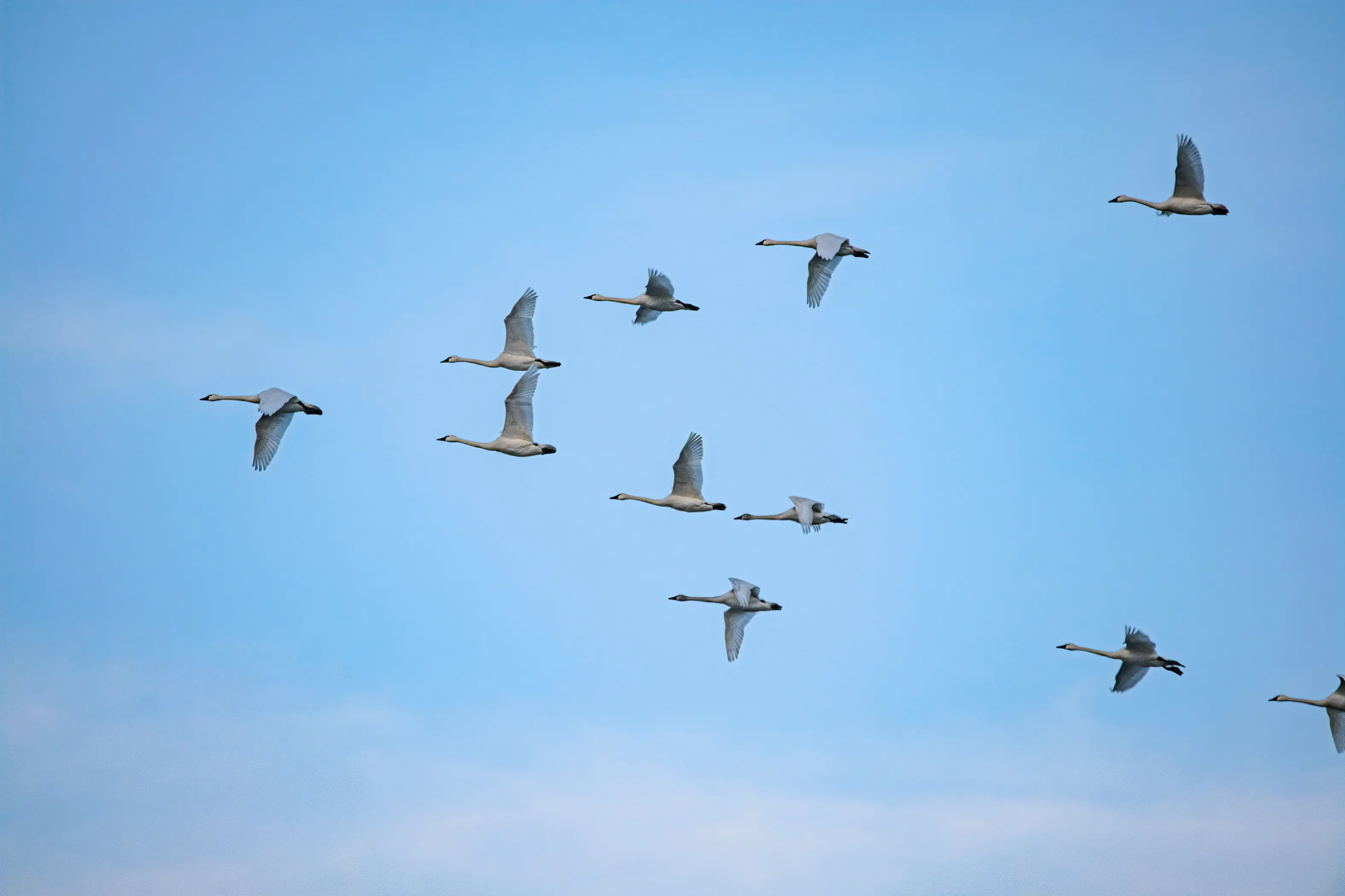 Introducing the New Sample Torrent Migration Tool